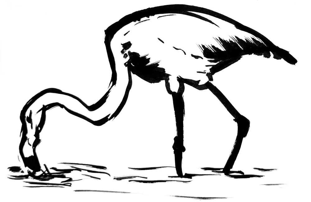 Desenho de Flamingos para colorir e imprimir: número 4