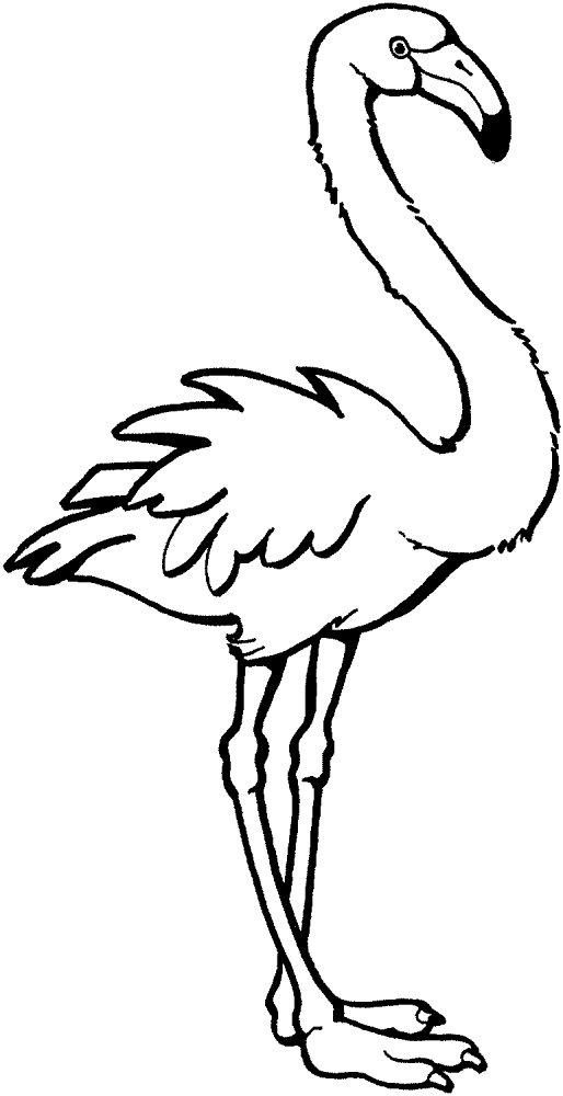 Desenho de Flamingos para colorir e imprimir: número 15