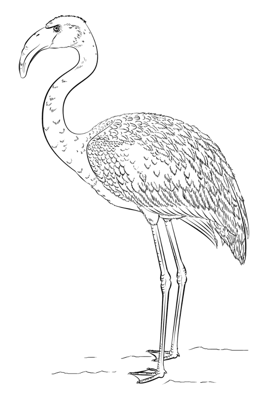Desenho de Flamingos para colorir e imprimir: número 16