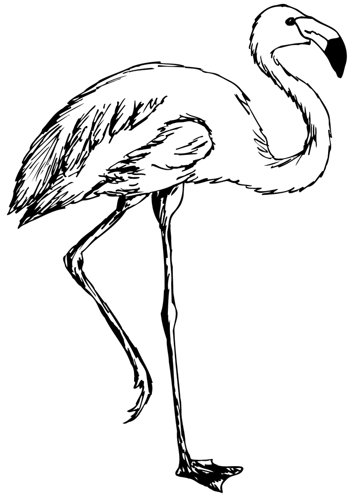 Desenho de Flamingos para colorir e imprimir: número 24