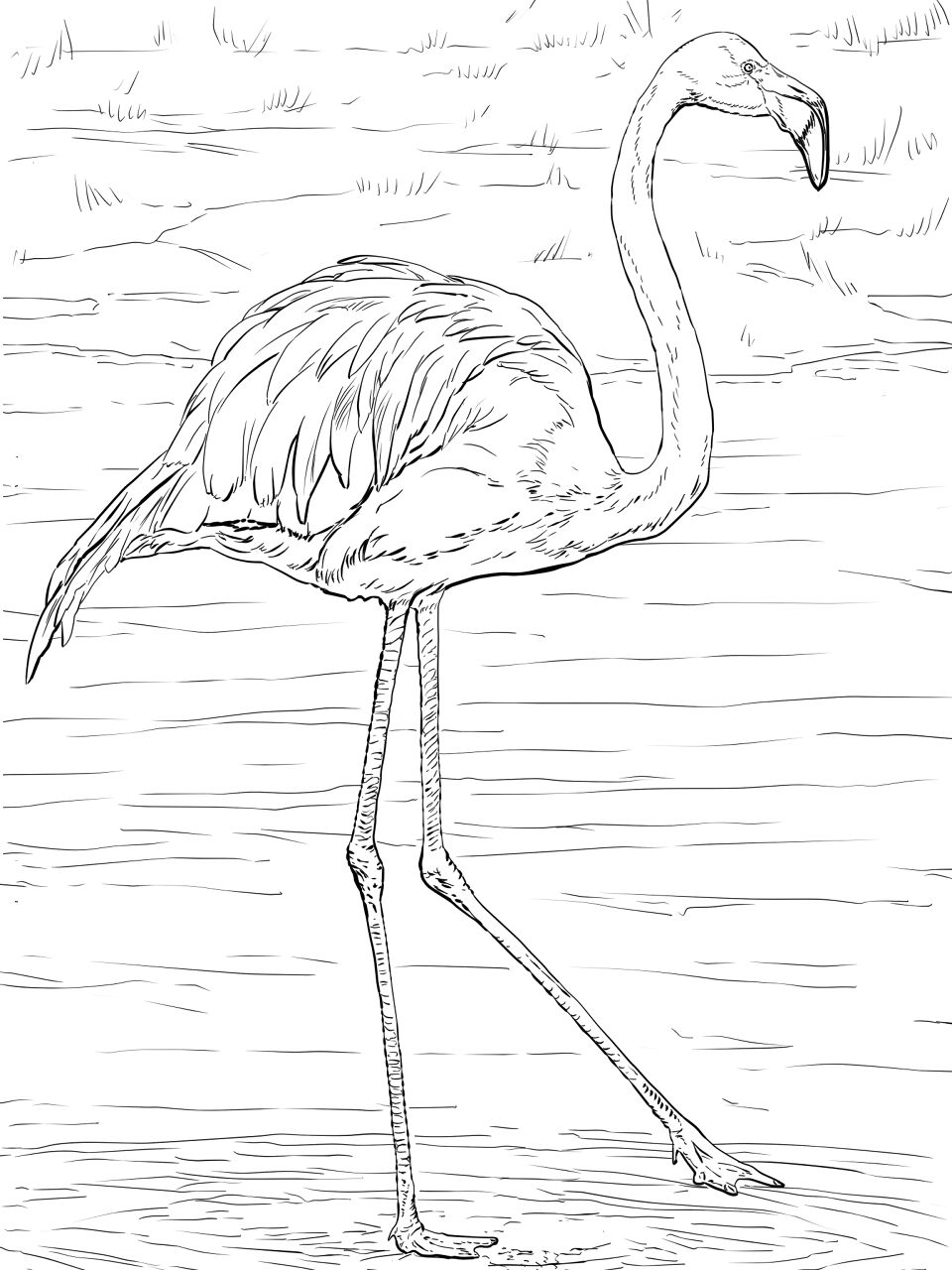Desenho de Flamingos para colorir e imprimir: número 28