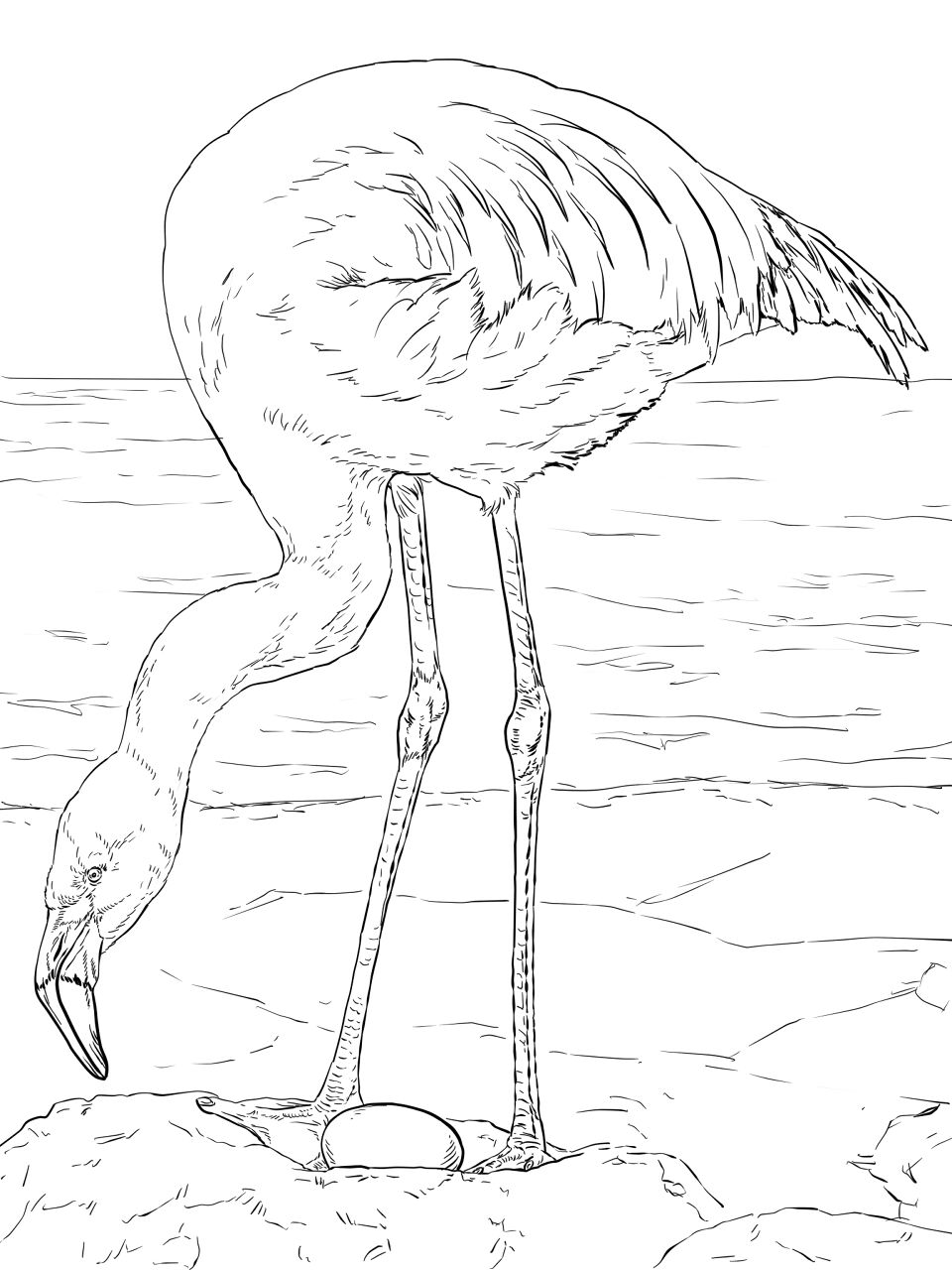 Desenho de Flamingos para colorir e imprimir: número 32