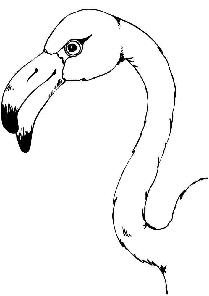 Desenho de Flamingos para colorir e imprimir: número 46