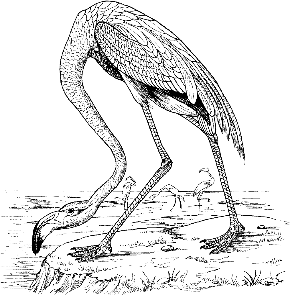 Desenho de Flamingos para colorir e imprimir: número 47