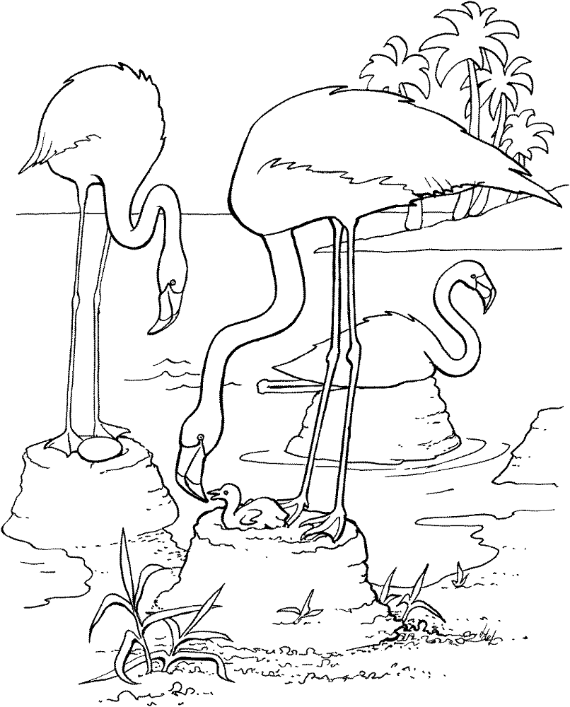 Desenho de Flamingos para colorir