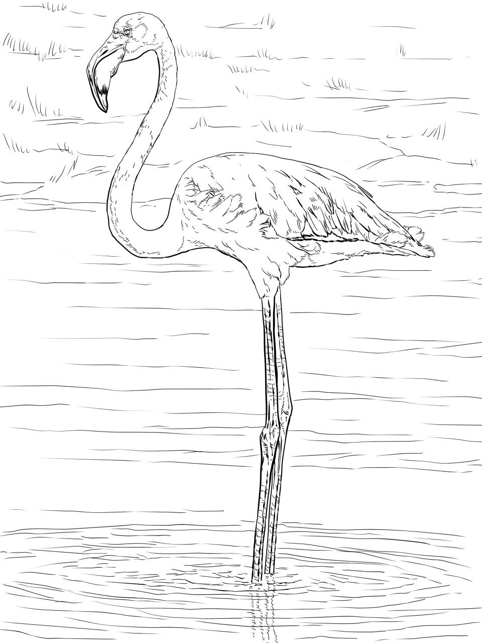 Desenho de Flamingos para colorir