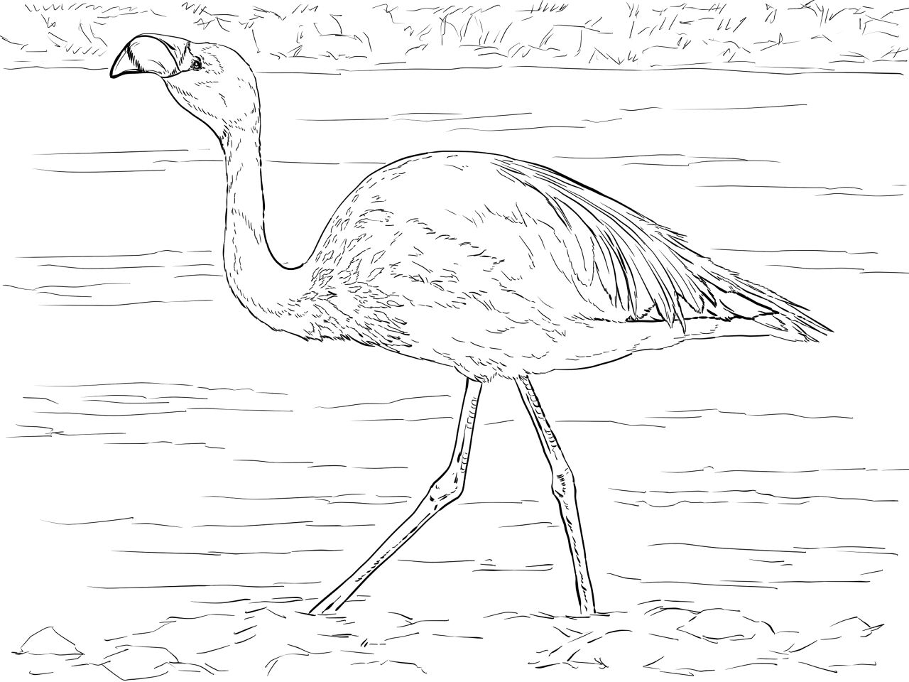 Desenho de Flamingos para colorir