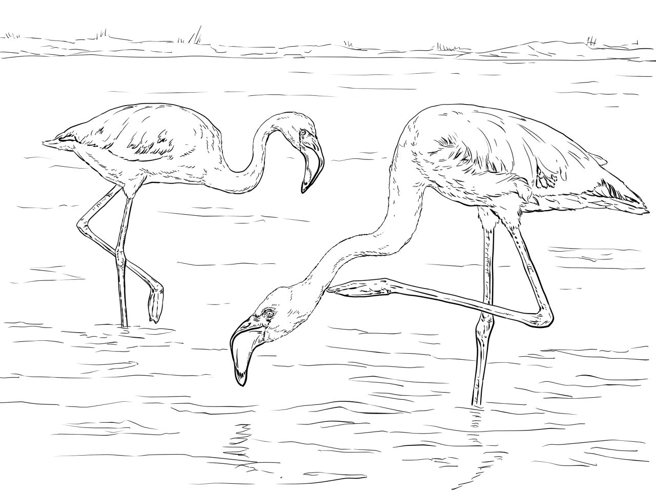 Desenho de Flamingos para colorir