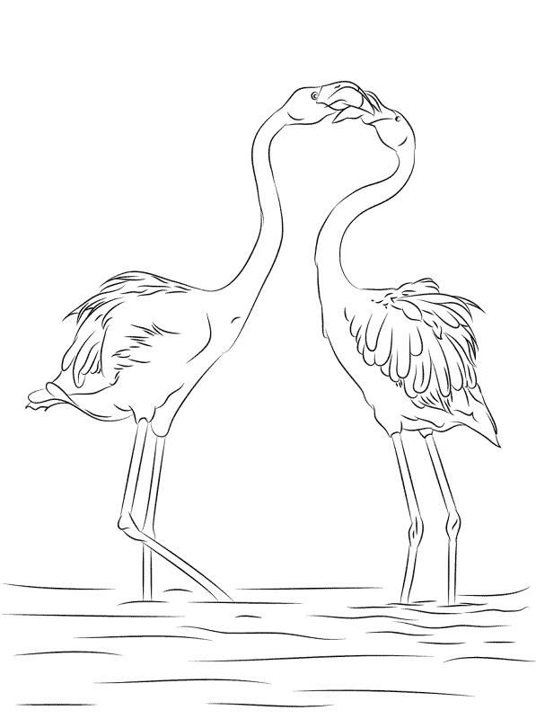 Desenho de Flamingos para colorir