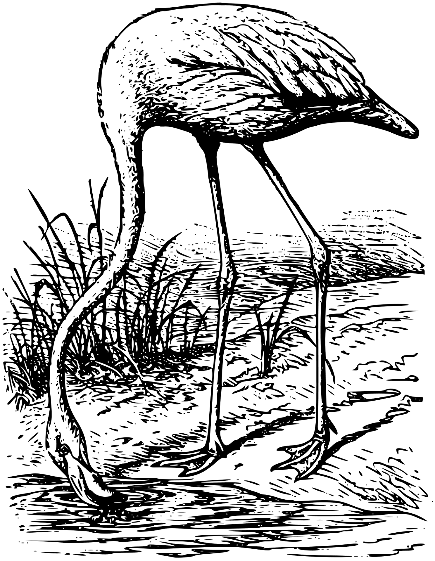 Desenho de Flamingos para colorir