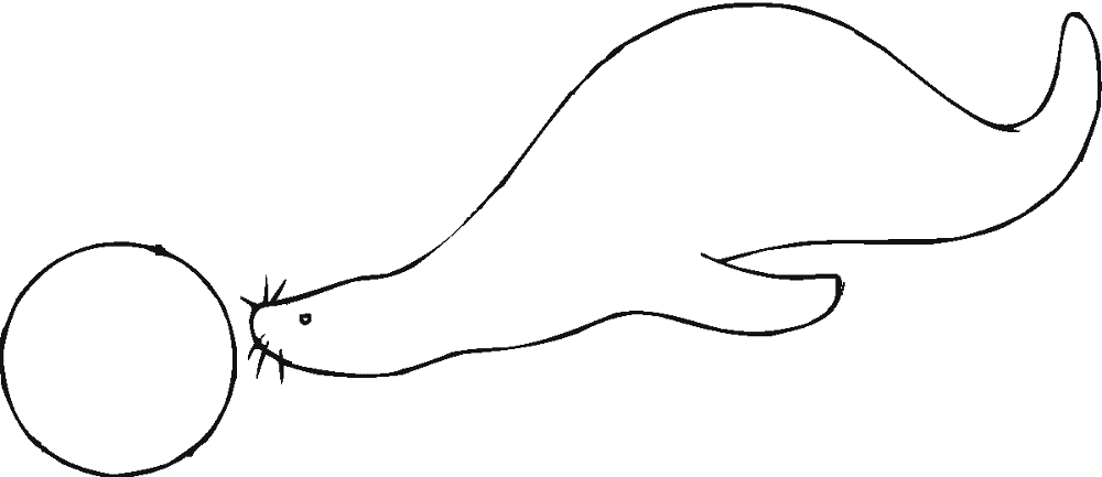Desenho de Focas para colorir e imprimir: número 13