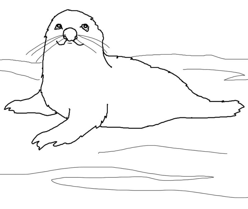 Desenho de Focas para colorir e imprimir: número 15