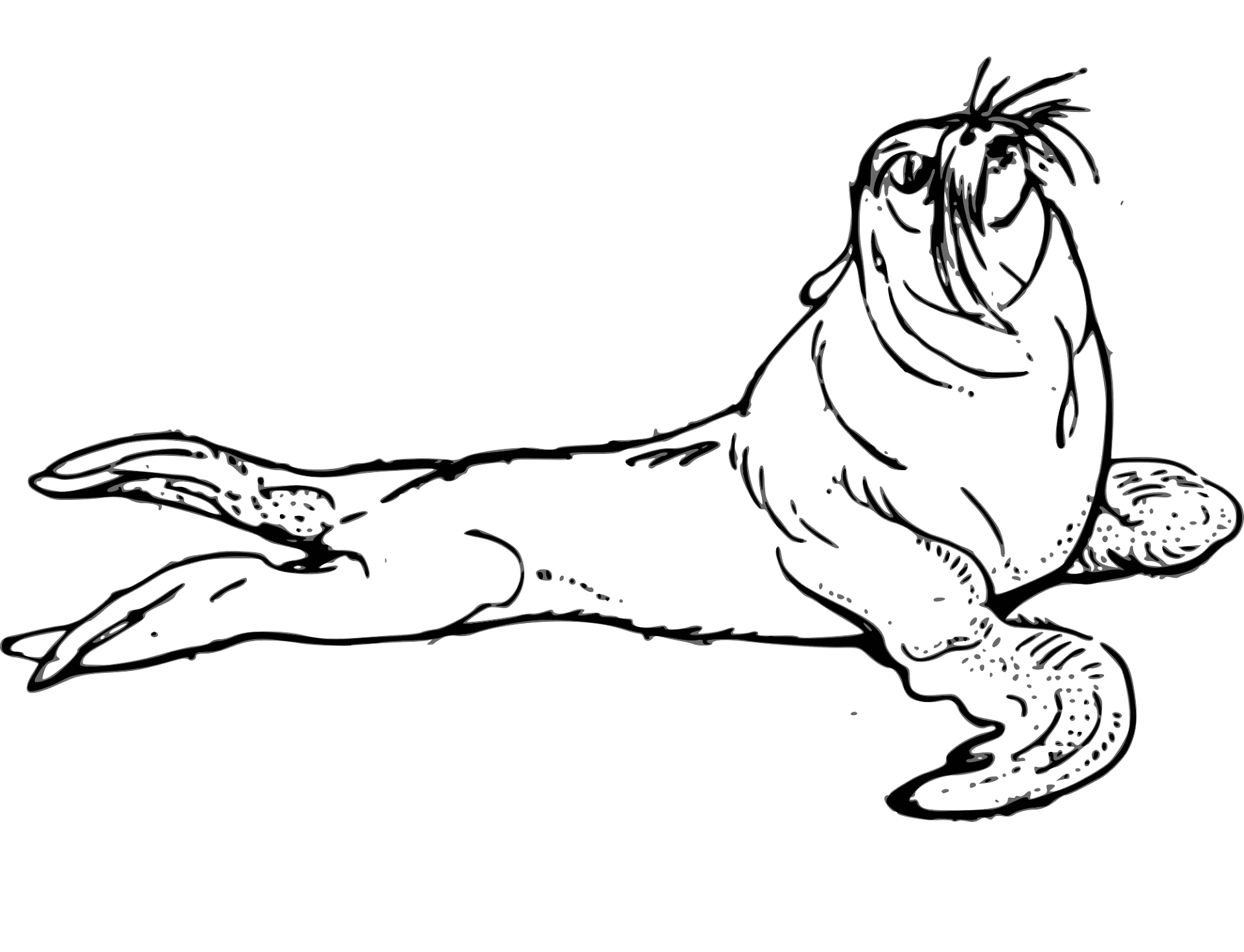 Desenho de Focas para colorir e imprimir: número 18