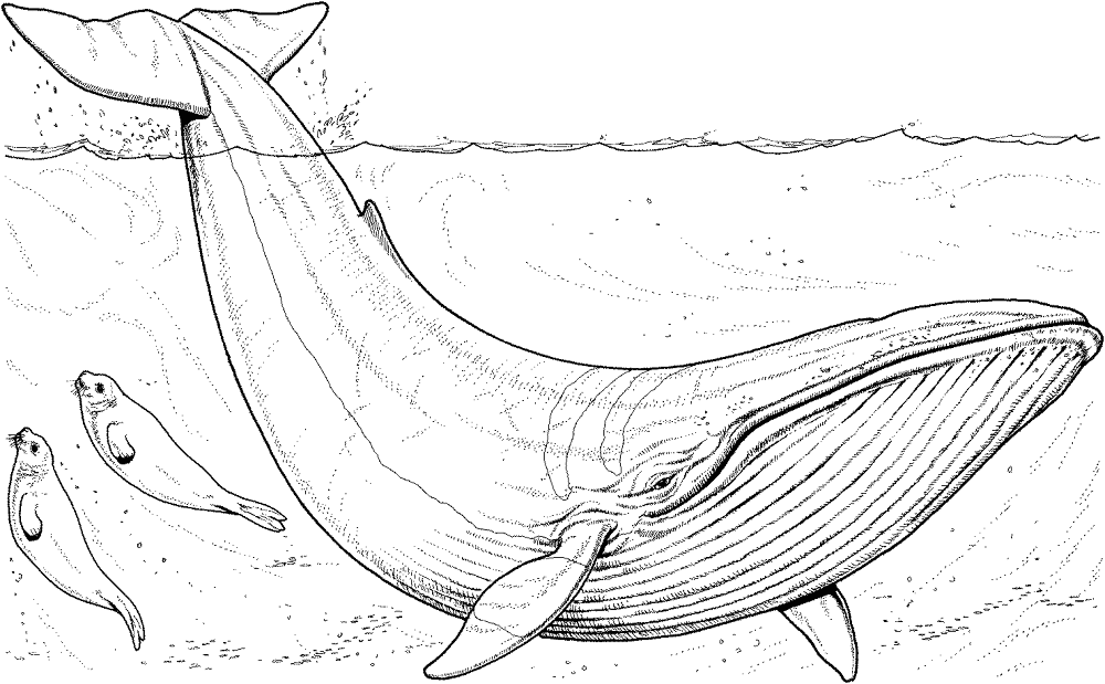 Desenho de Focas para colorir e imprimir: número 19