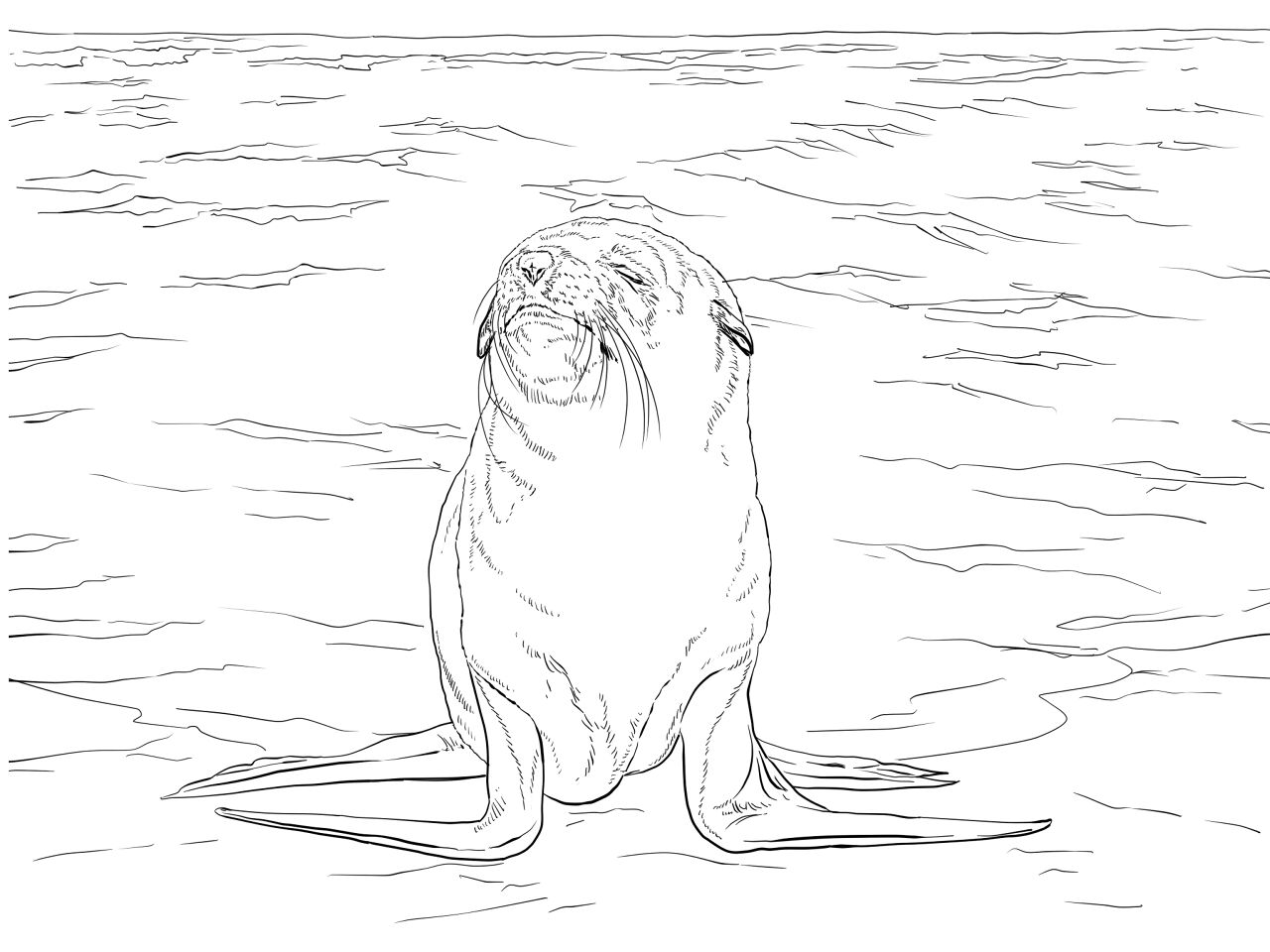 Desenho de Focas para colorir e imprimir: número 20