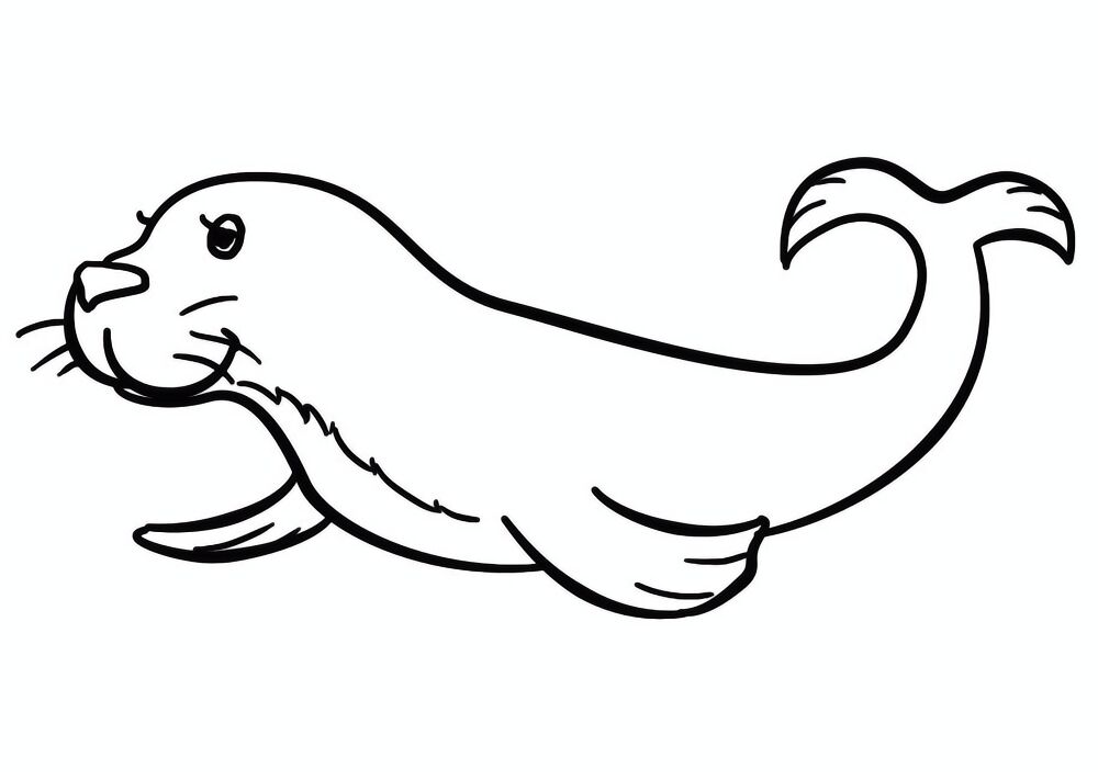 Desenho de Focas para colorir e imprimir: número 21