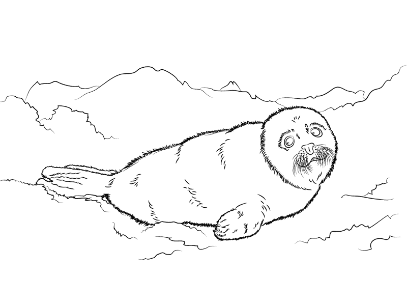 Desenho de Focas para colorir e imprimir: número 28