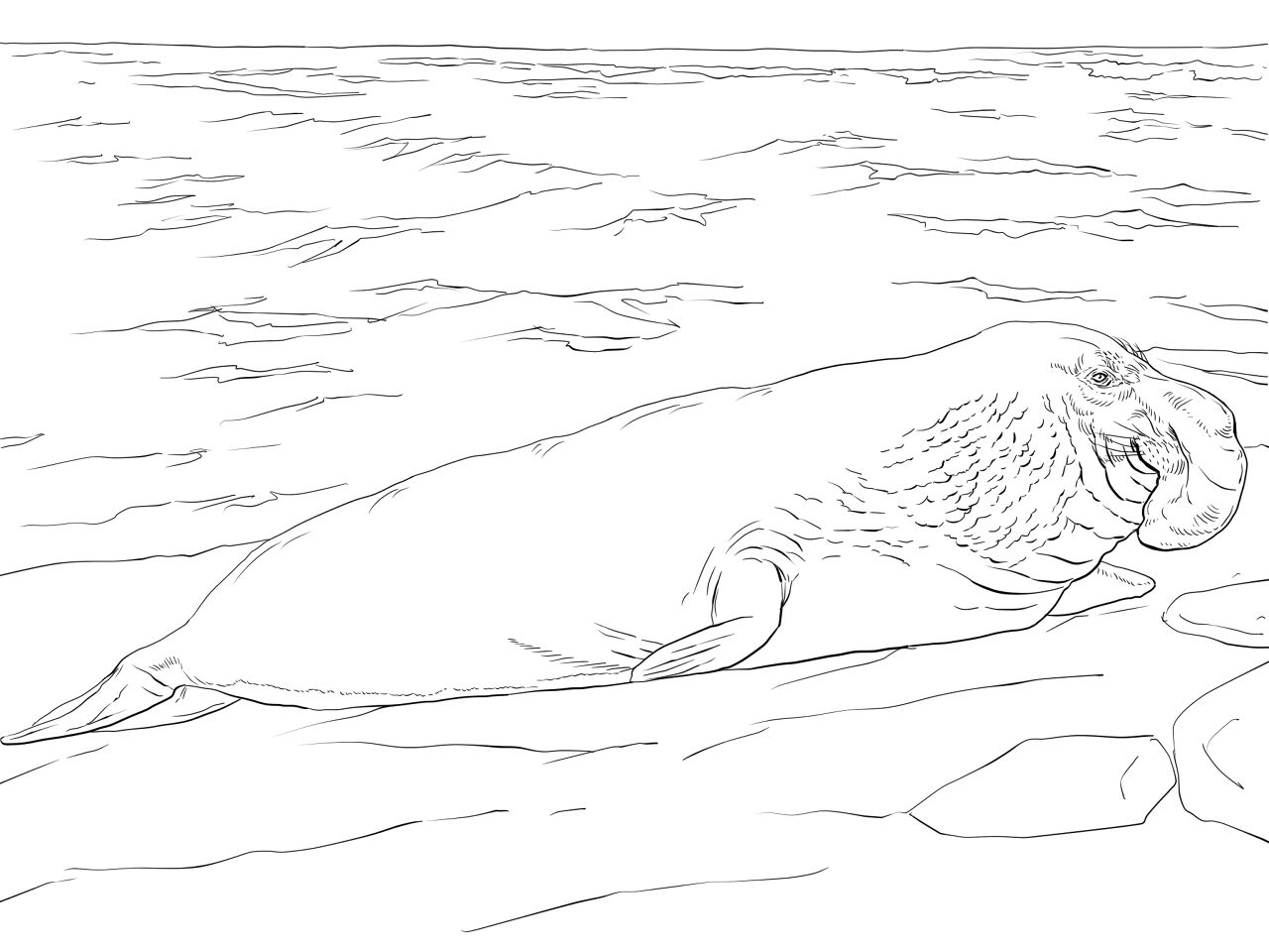 Desenho de Focas para colorir e imprimir: número 30