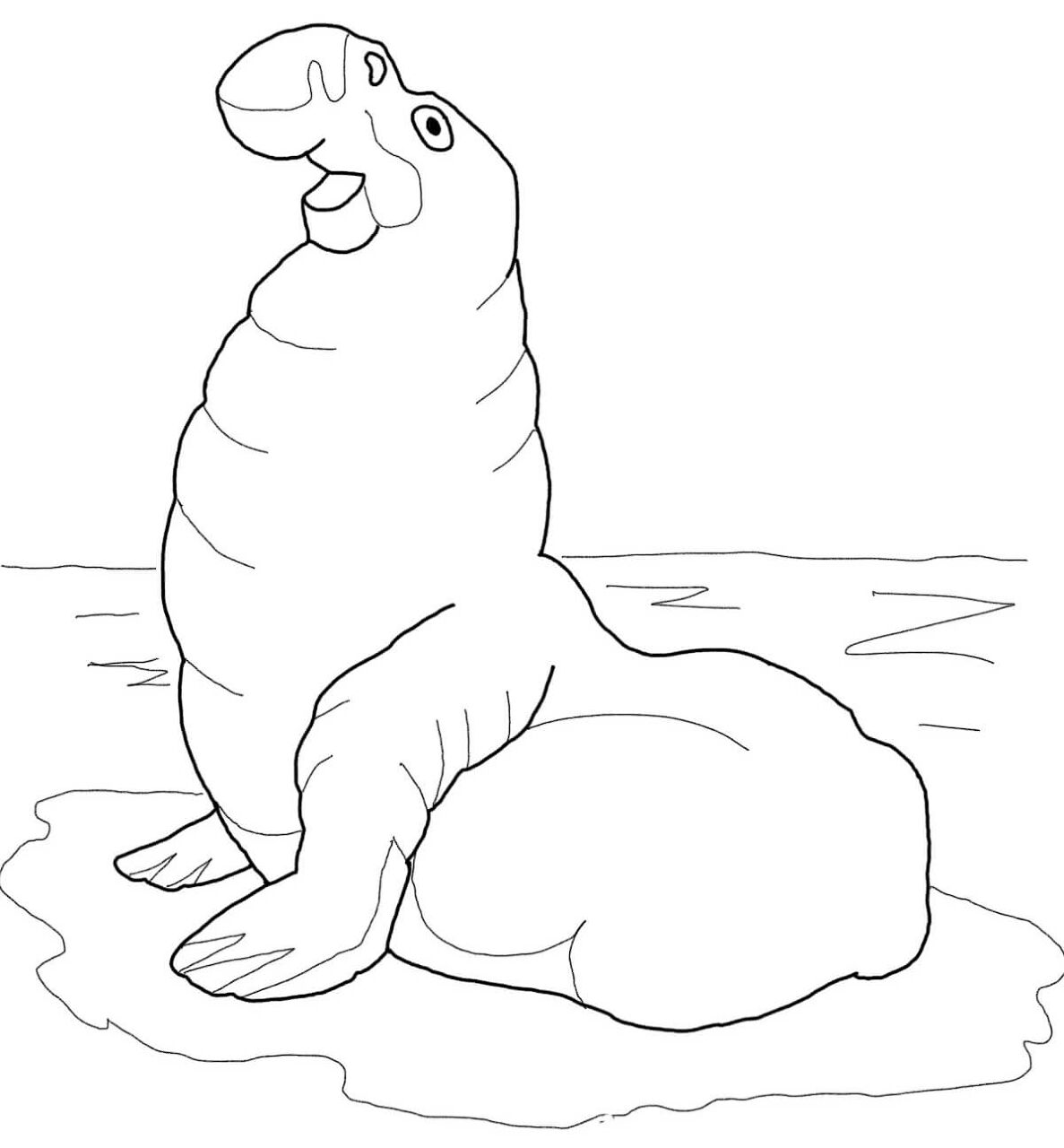 Desenho de Focas para colorir e imprimir: número 31