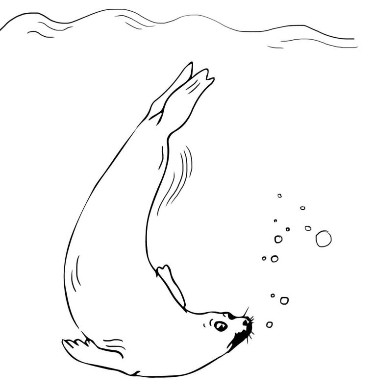 Desenho de Focas para colorir e imprimir: número 33