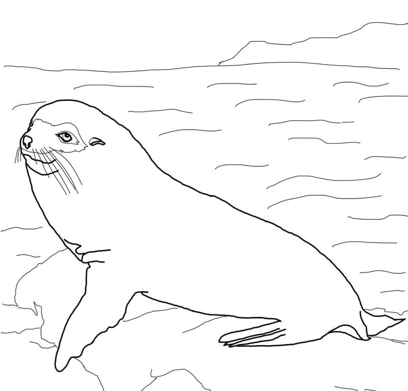 Desenho de Focas para colorir e imprimir: número 34