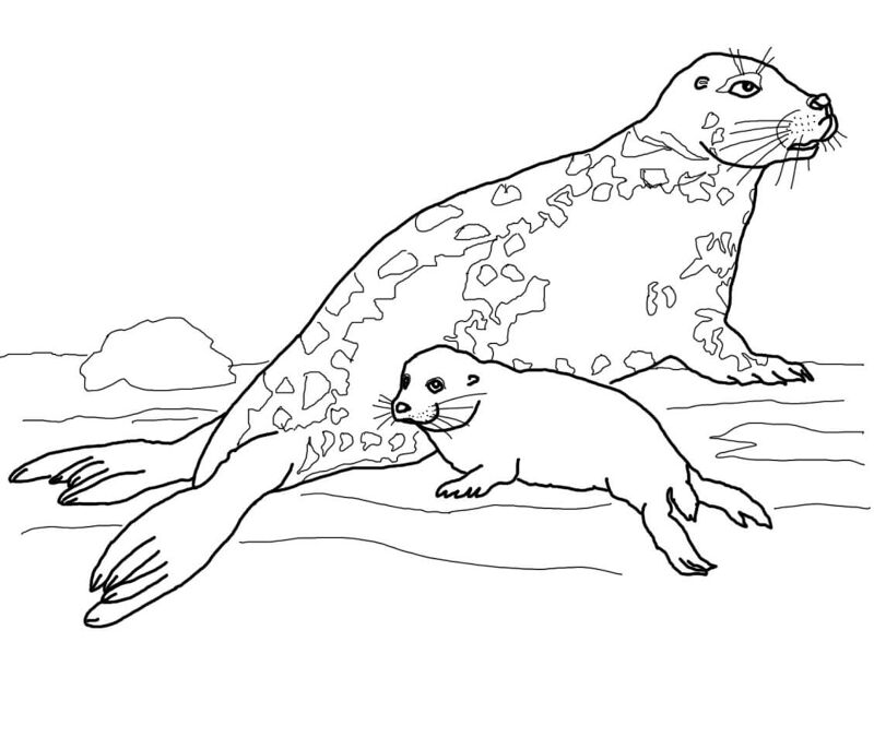 Desenho de Focas para colorir e imprimir: número 35