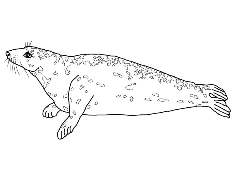 Desenho de Focas para colorir e imprimir: número 36
