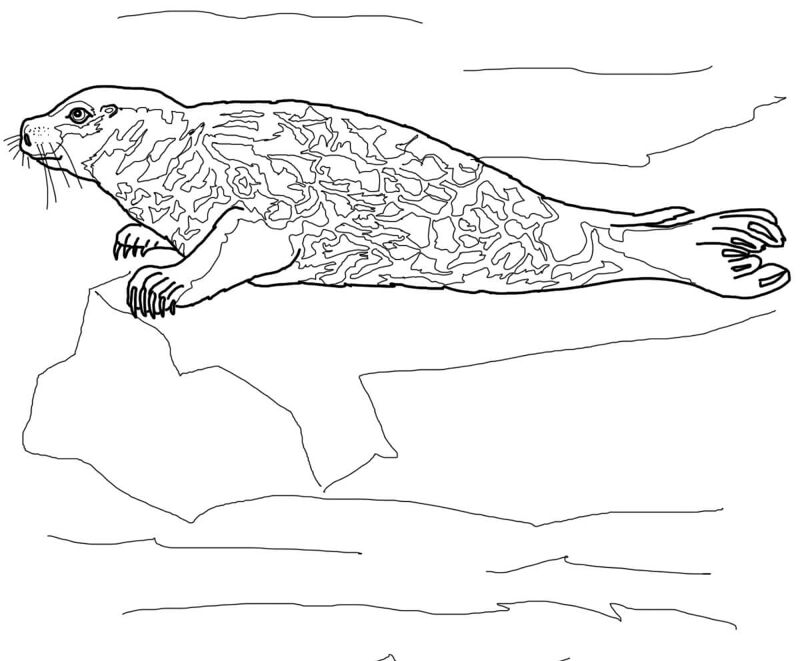 Desenho de Focas para colorir e imprimir: número 37