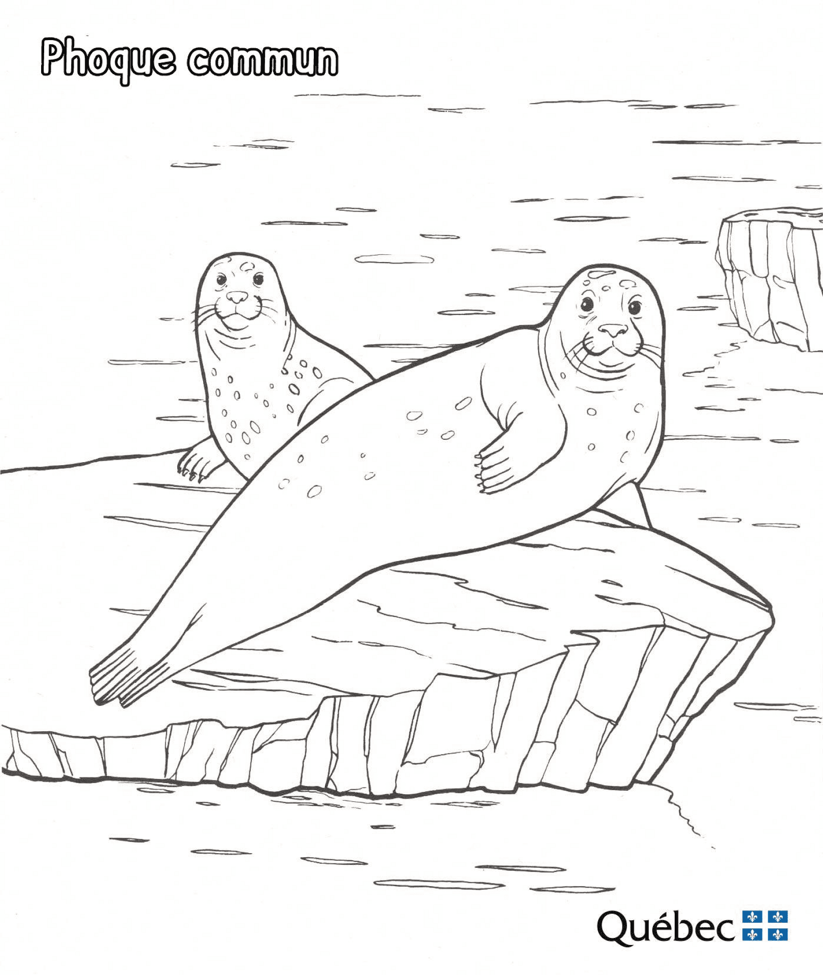 Desenho de Focas para colorir e imprimir: número 38