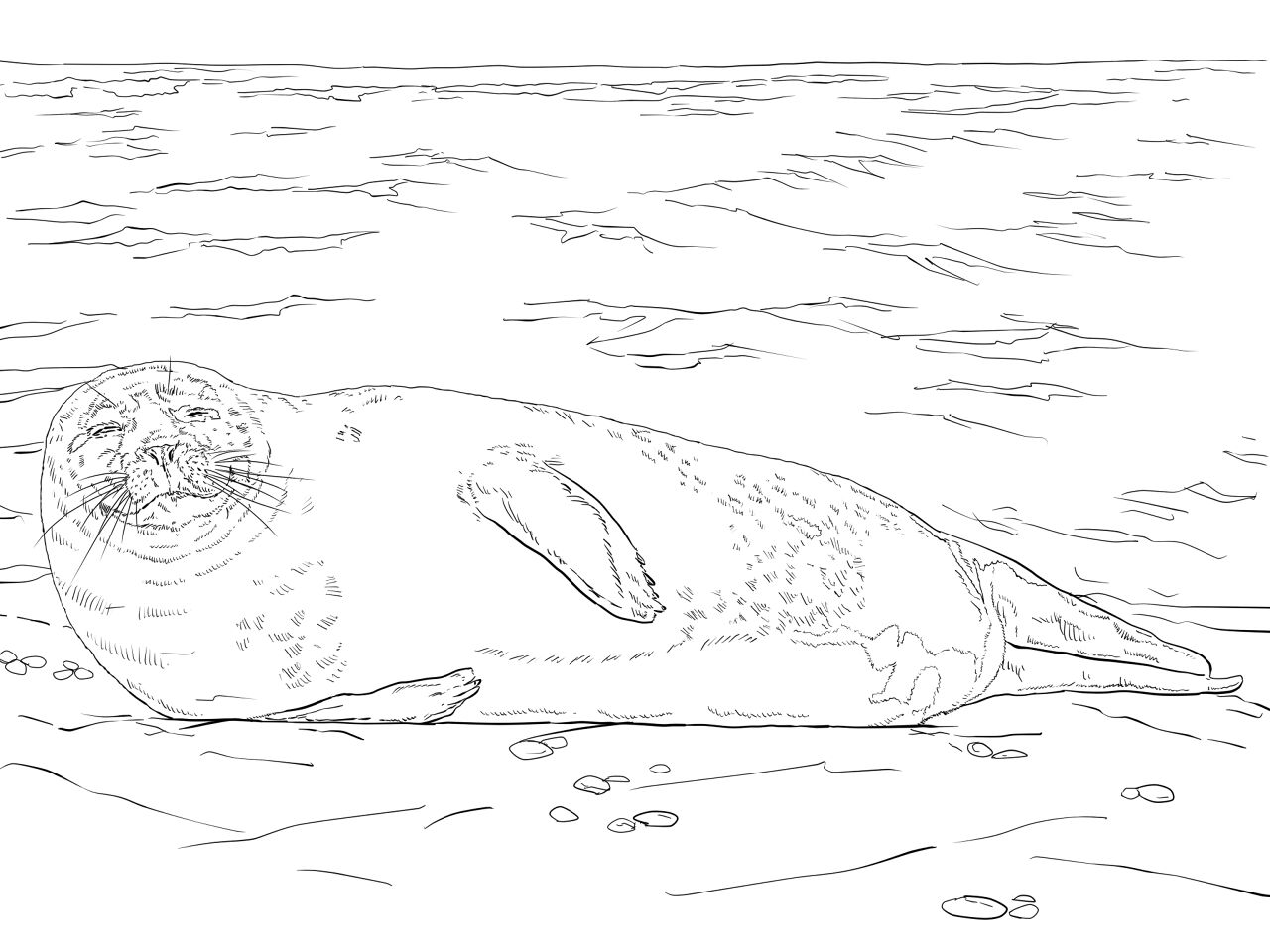 Desenho de Focas para colorir e imprimir: número 39