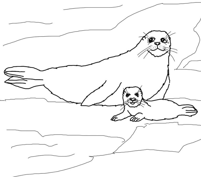 Desenho de Focas para colorir e imprimir: número 40