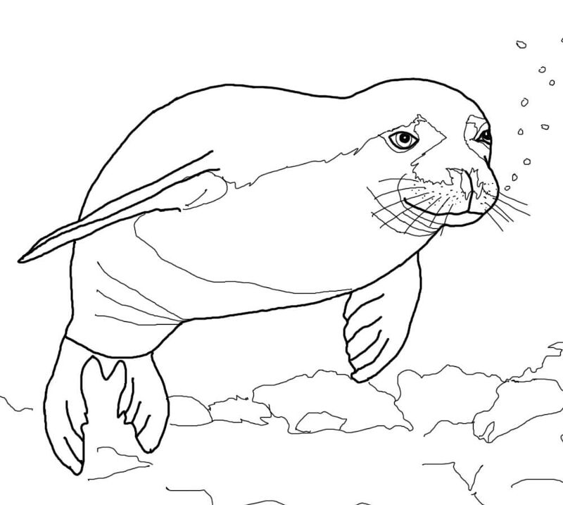 Desenho de Focas para colorir e imprimir: número 41