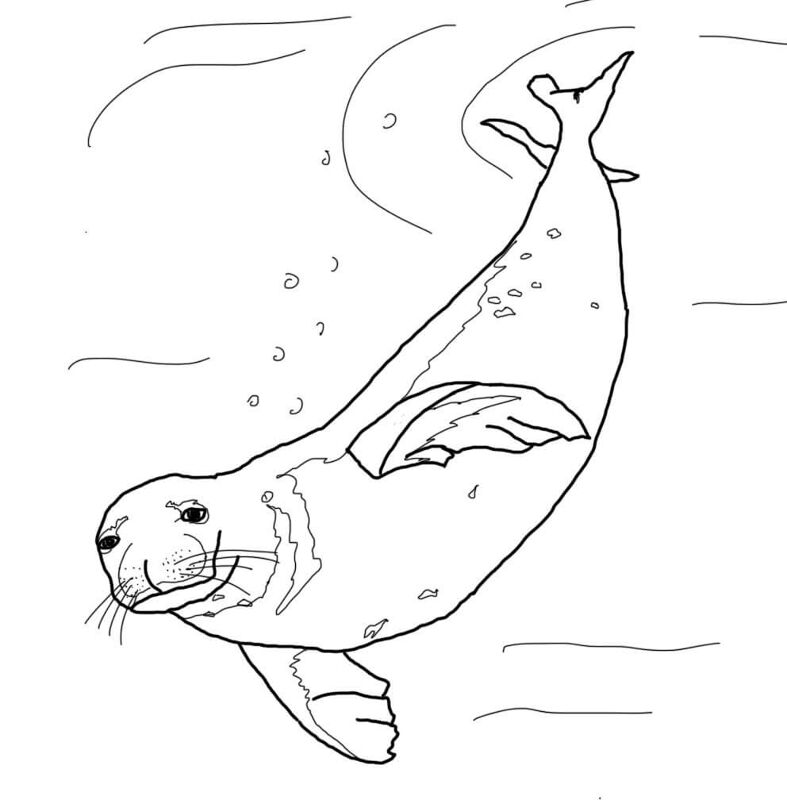 Desenho de Focas para colorir e imprimir: número 45