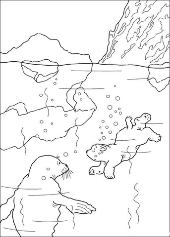 Desenho de Focas para colorir e imprimir: número 47