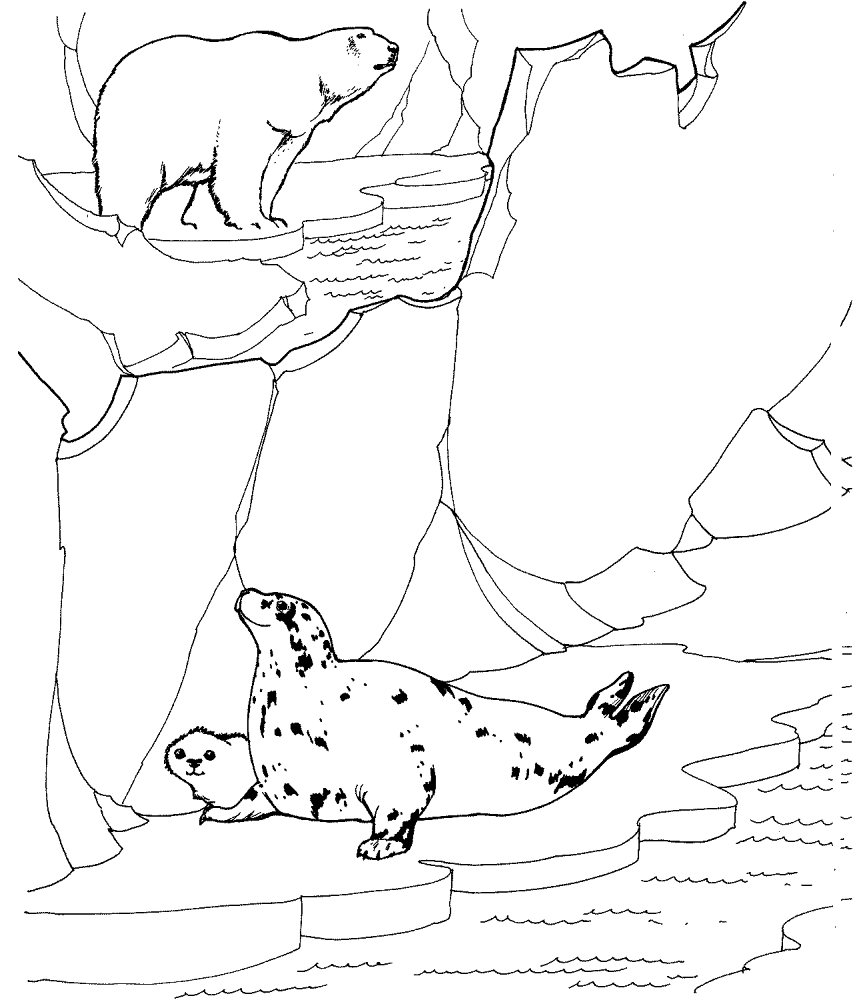 Desenho de Focas para colorir e imprimir: número 48