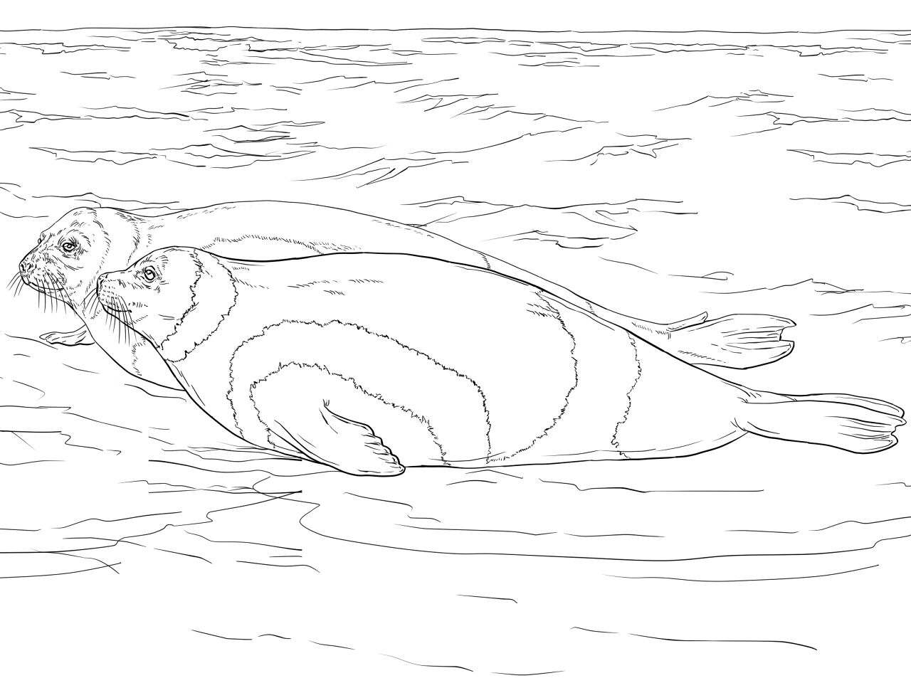 Desenho de Focas para colorir