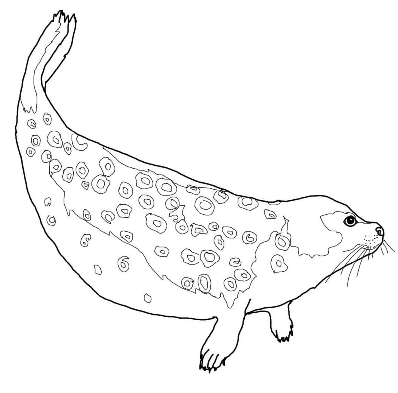 Desenho de Focas para colorir