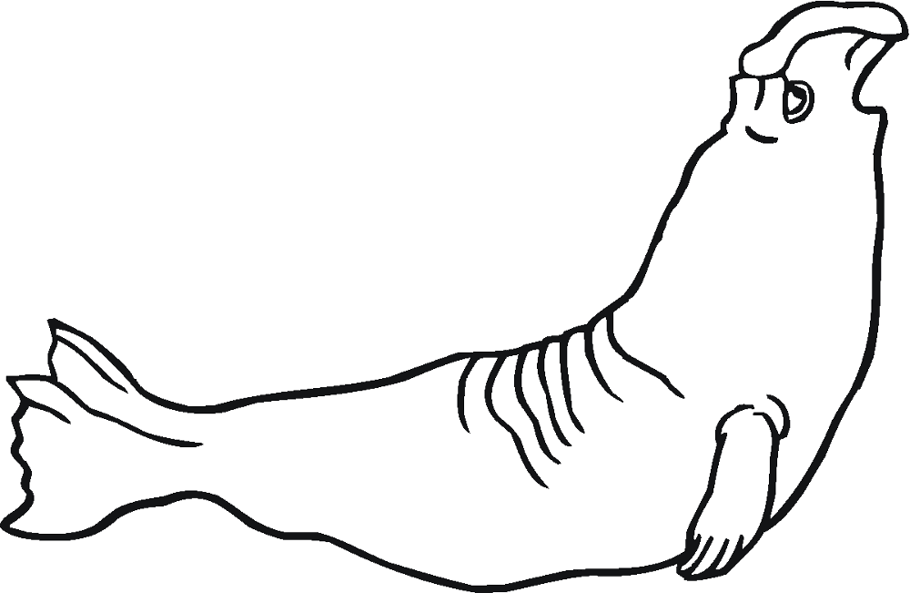 Desenho de Focas para colorir