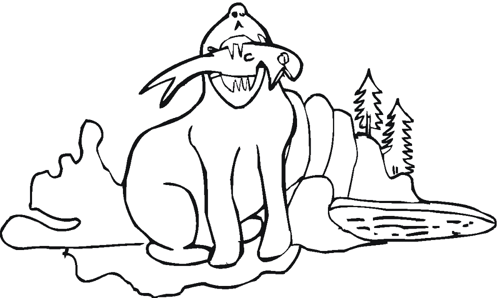 Desenho de Focas para colorir