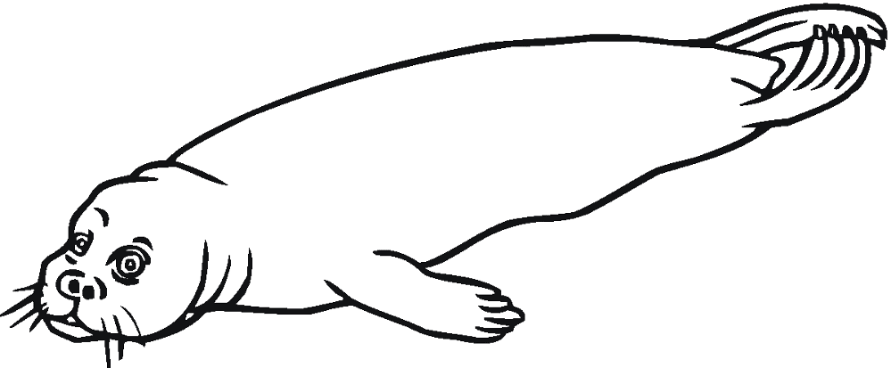 Desenho de Focas para colorir