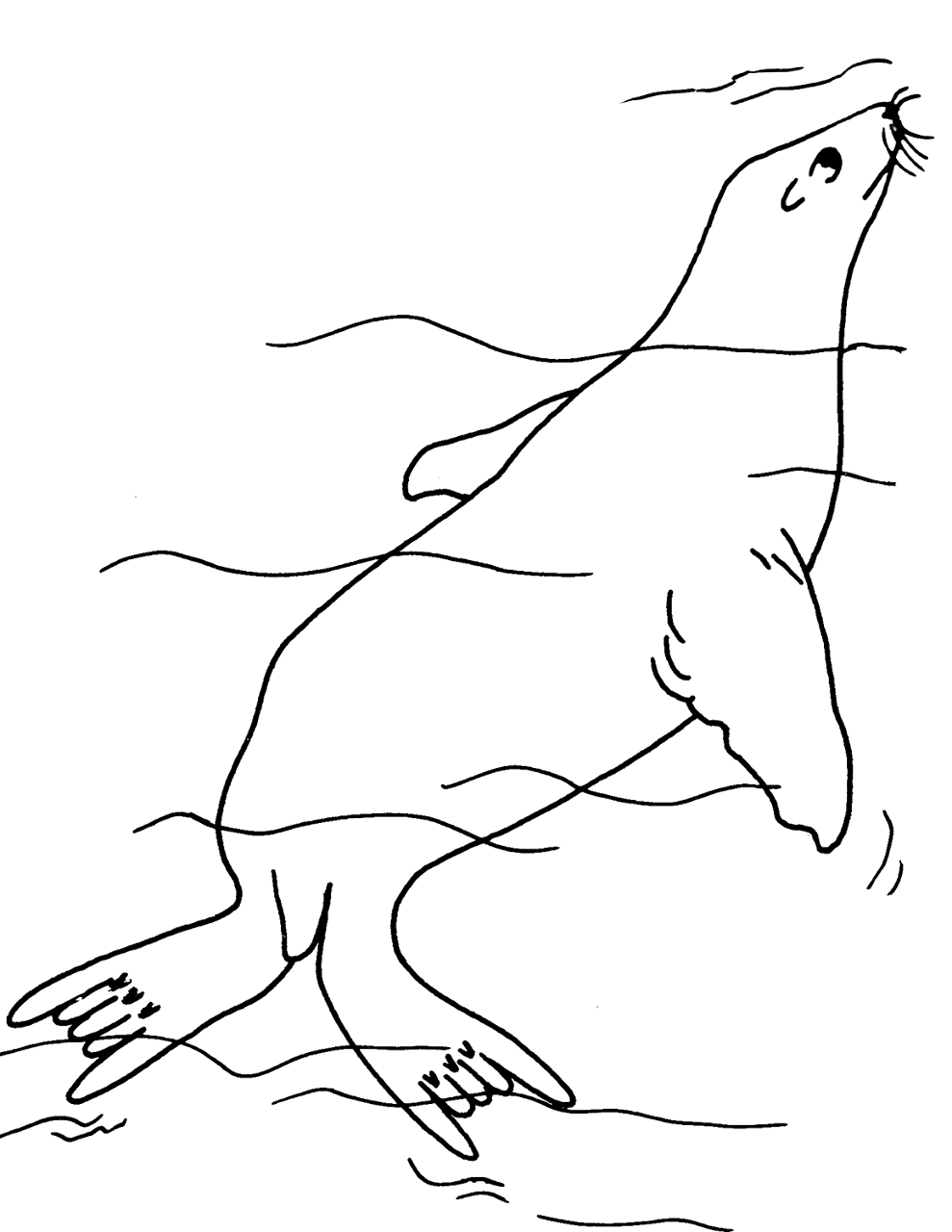 Desenho de Focas para colorir