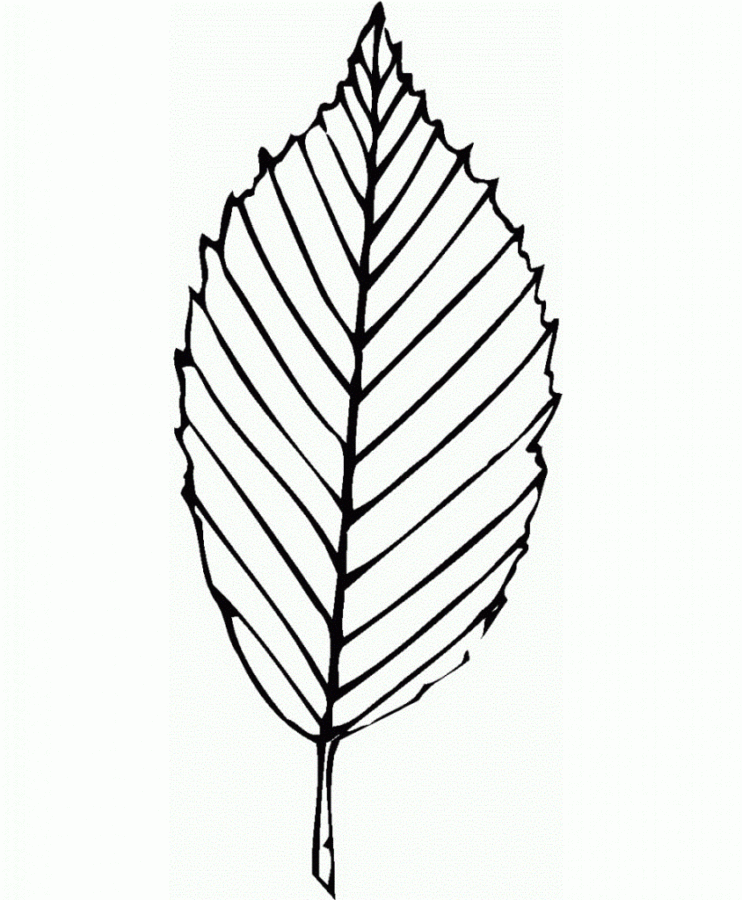 Desenho de Folhas para colorir e imprimir: número 7