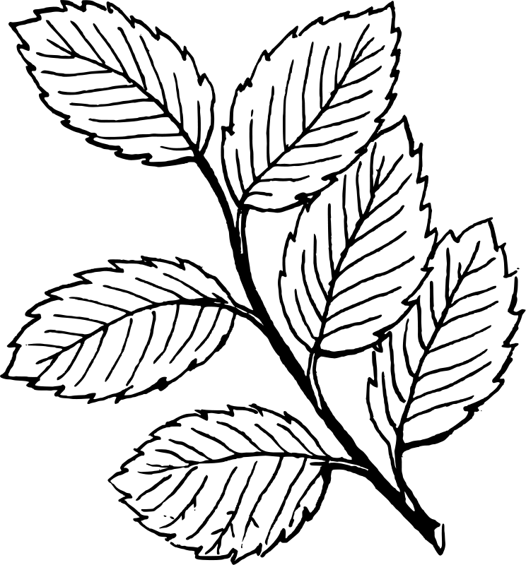 Desenho de Folhas para colorir e imprimir: número 10