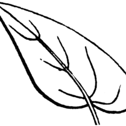 Desenho de Folhas para colorir e imprimir: número 11