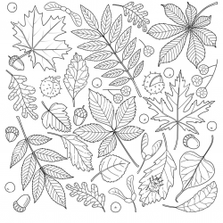 Desenho de Folhas para colorir e imprimir: número 12
