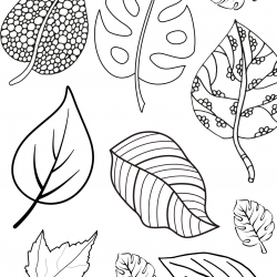 Desenho de Folhas para colorir e imprimir: número 14
