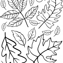 Desenho de Folhas para colorir e imprimir: número 16