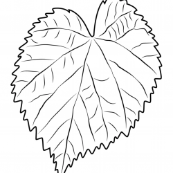 Desenho de Folhas para colorir e imprimir: número 19