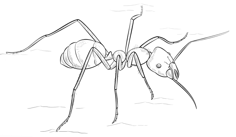 Desenho de Formigas para colorir e imprimir: número 10