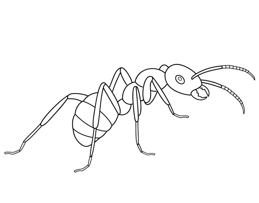Desenho de Formigas para colorir e imprimir: número 11